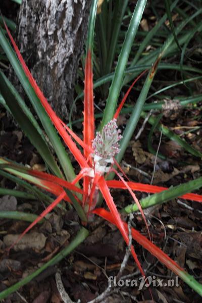 Bromelia balansae