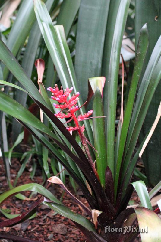 Aechmea fulgens