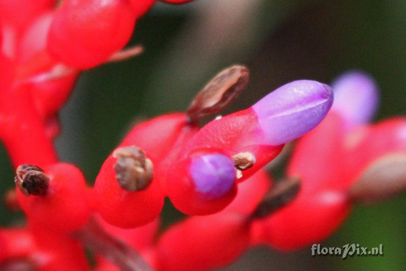 Aechmea fulgens