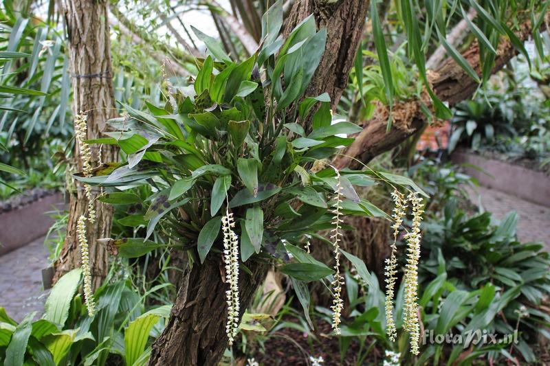 Dendrochilum cobbianum