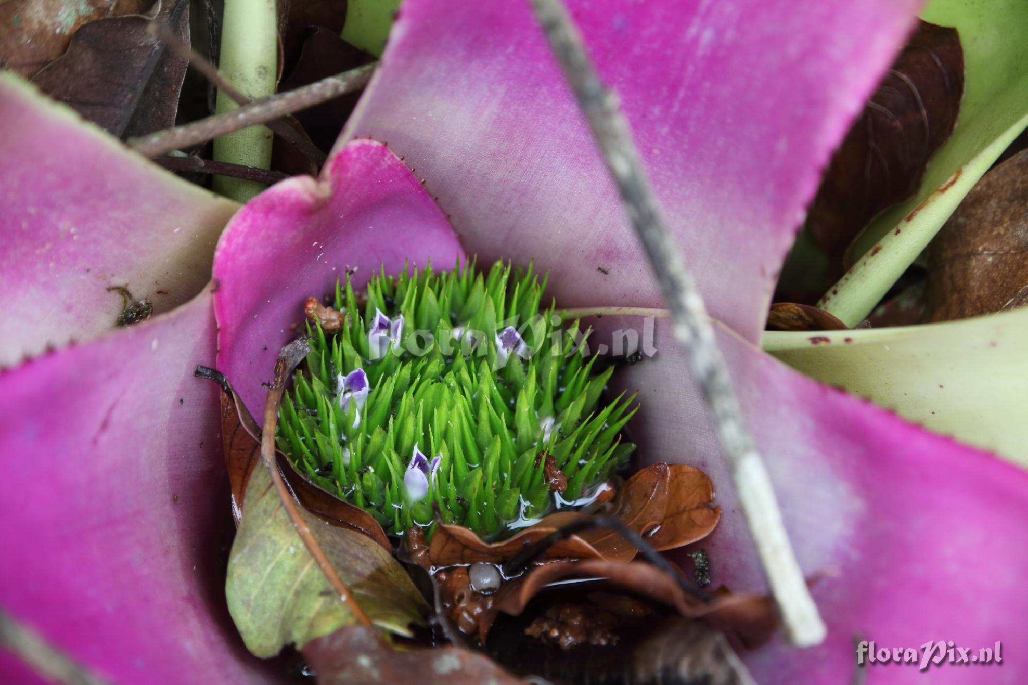 Neoregelia cf. concentrica