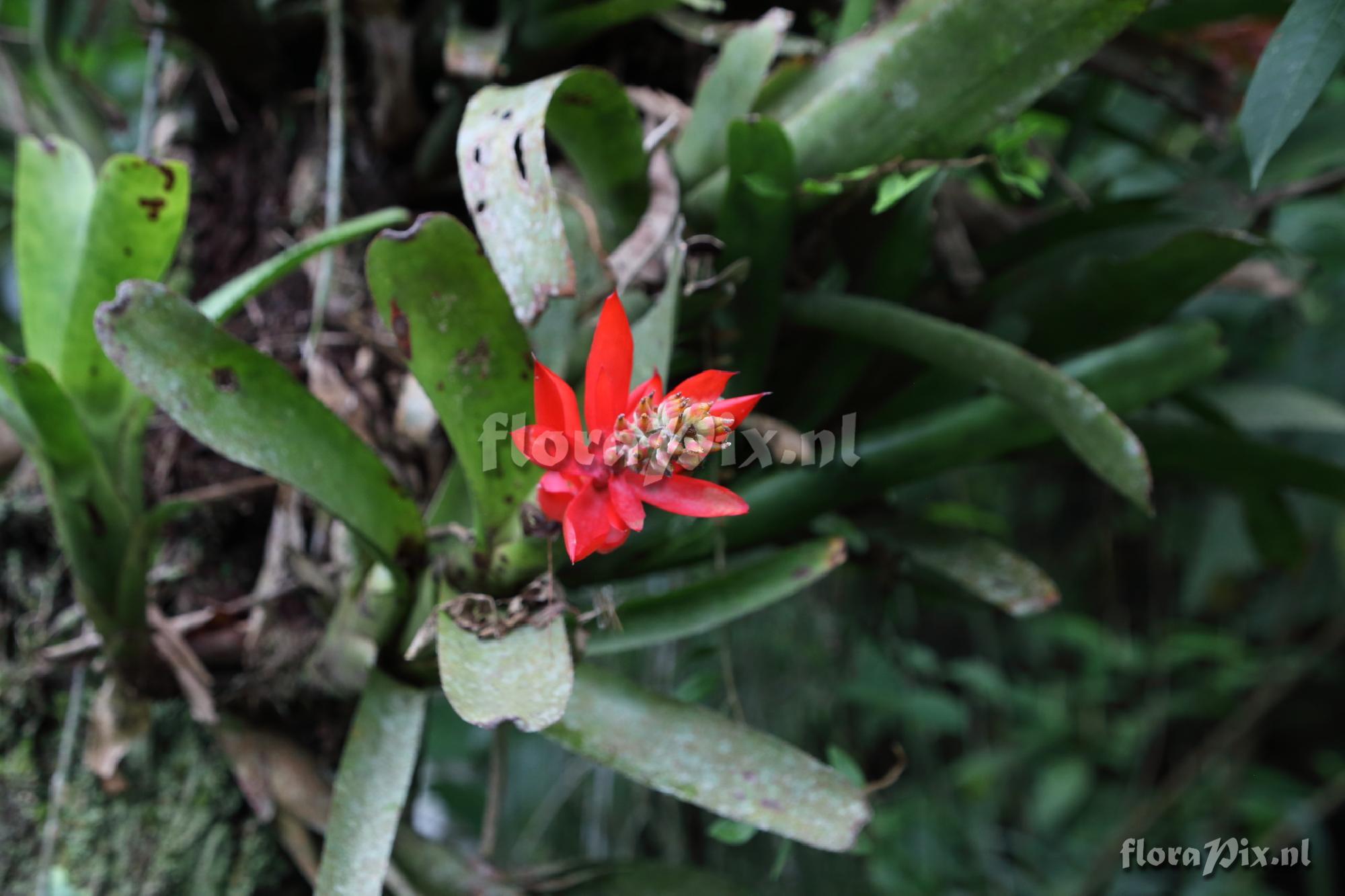 Aechmea nudicaulis