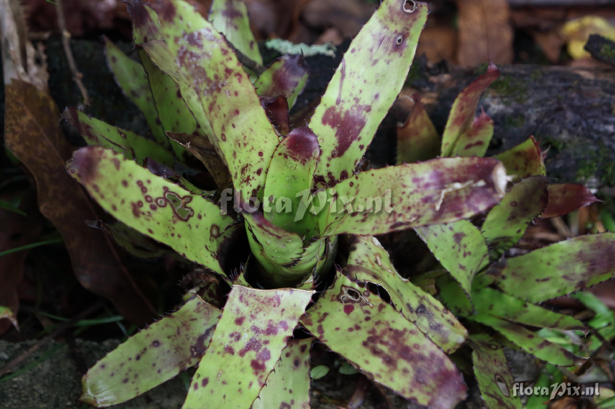 Neoregelia sp.