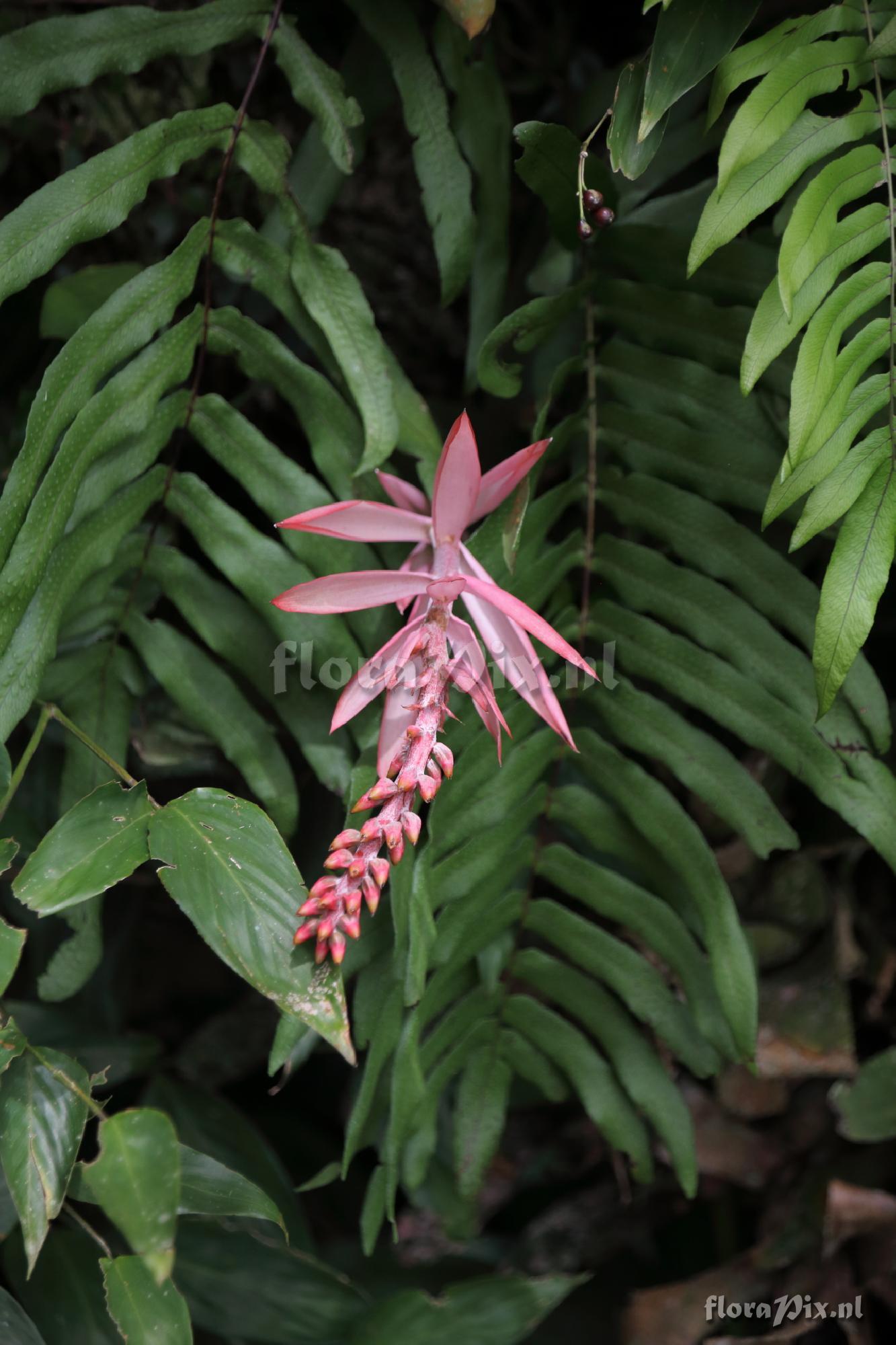 Aechmea nudicaulis