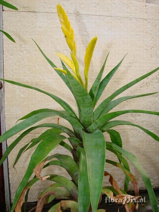 Vriesea ospinae