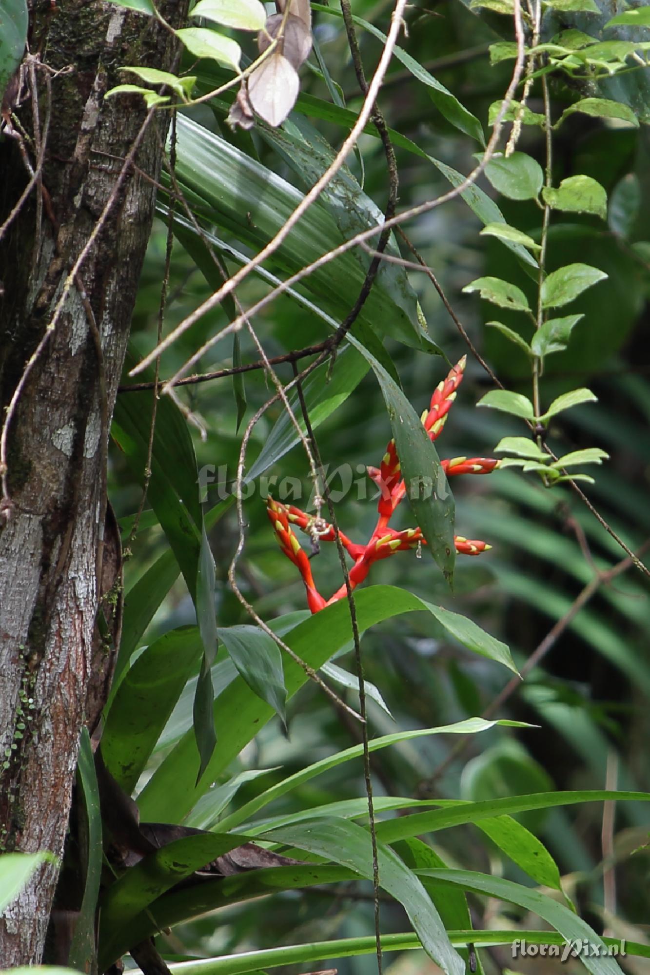 Guzmania schetzeriana