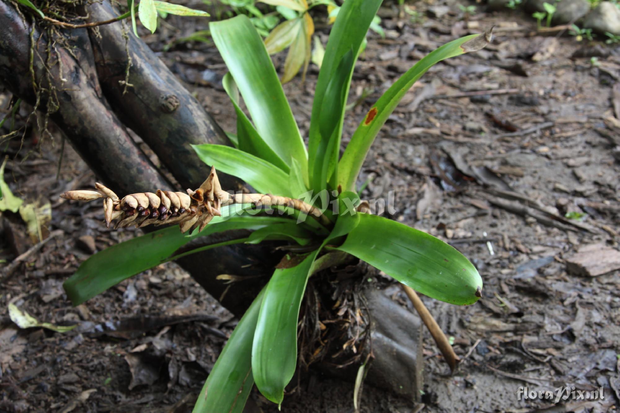 Werauhia gladioliflora