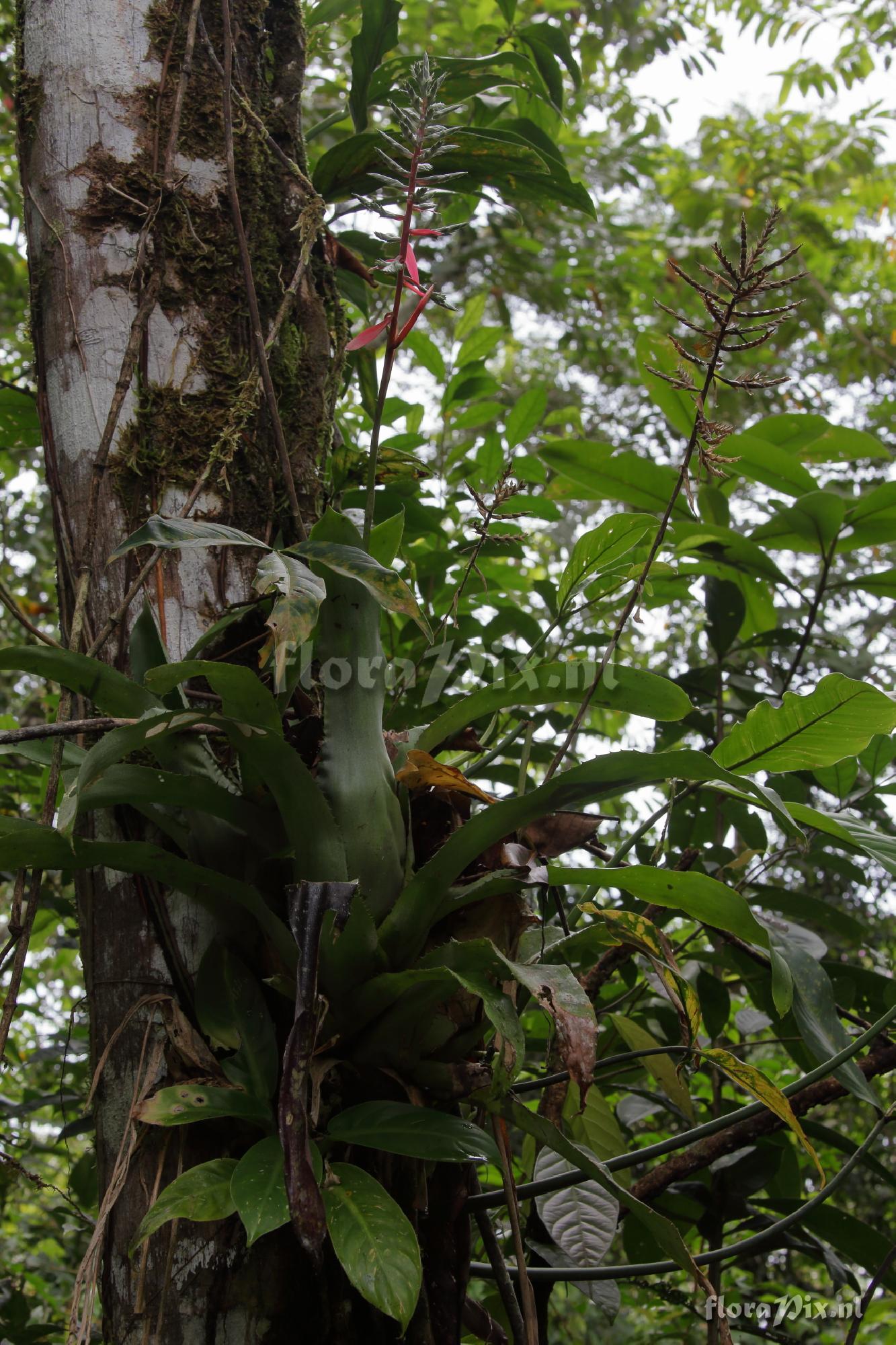 Aechmea pyramidalis