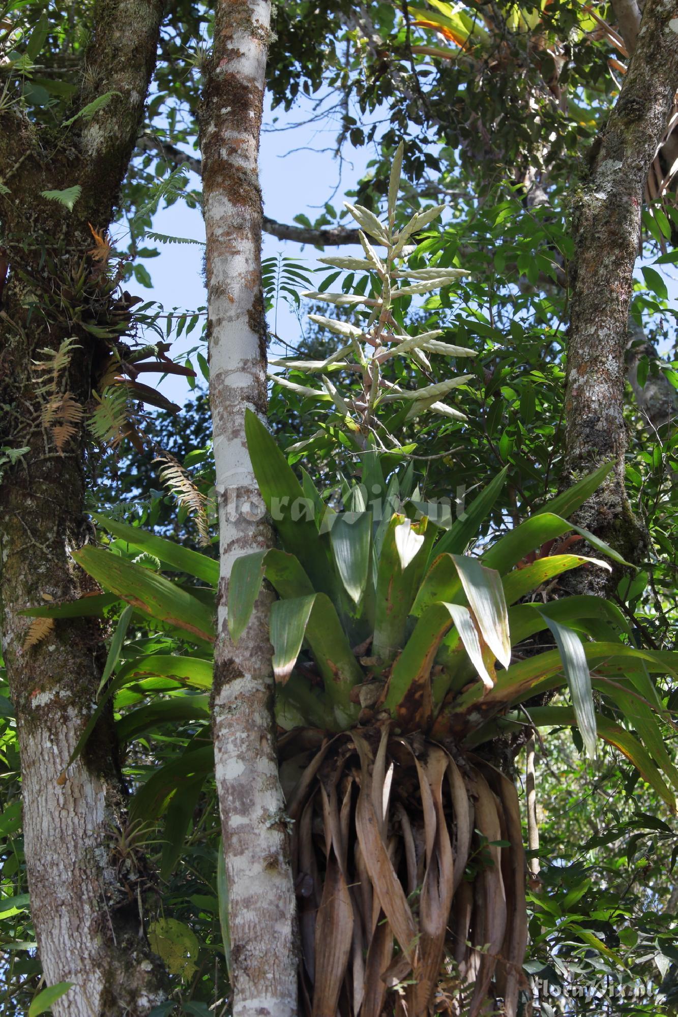 Tillandsia fendleri