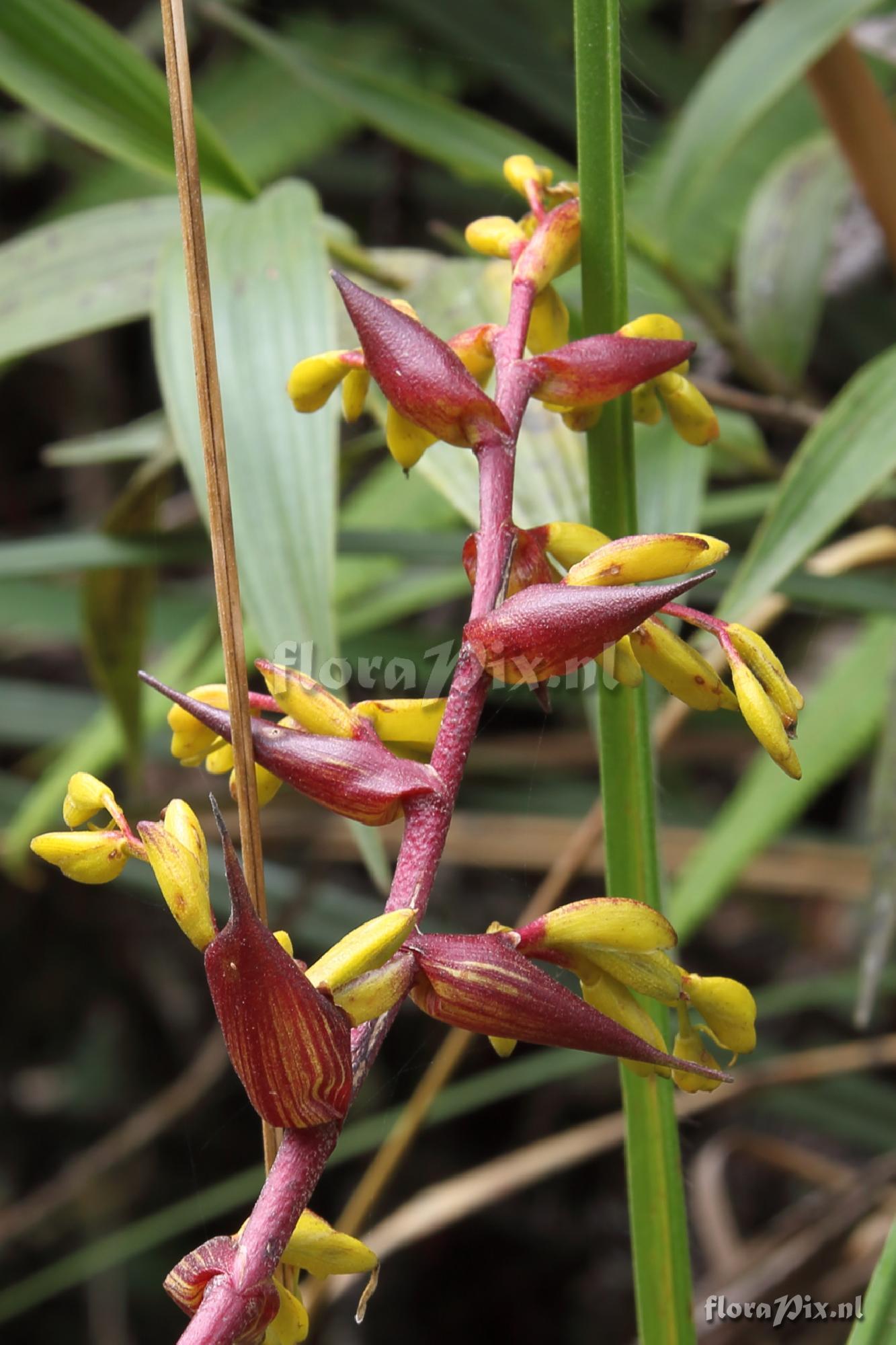 Guzmania ?