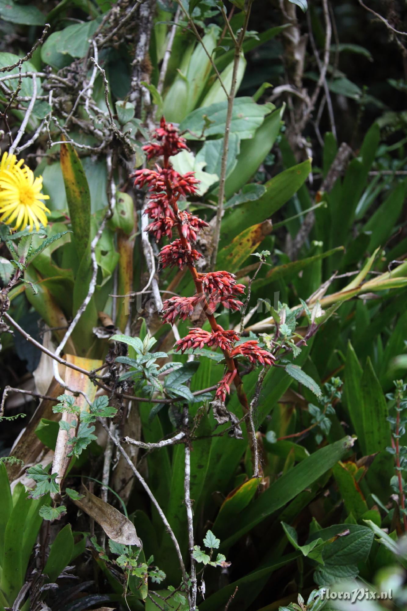 Guzmania bakeri ?