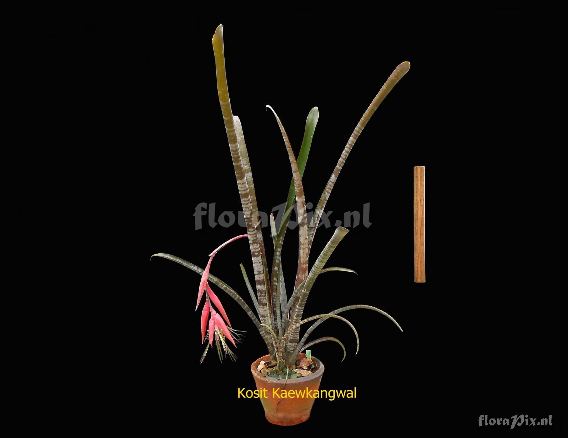 Billbergia meyeri