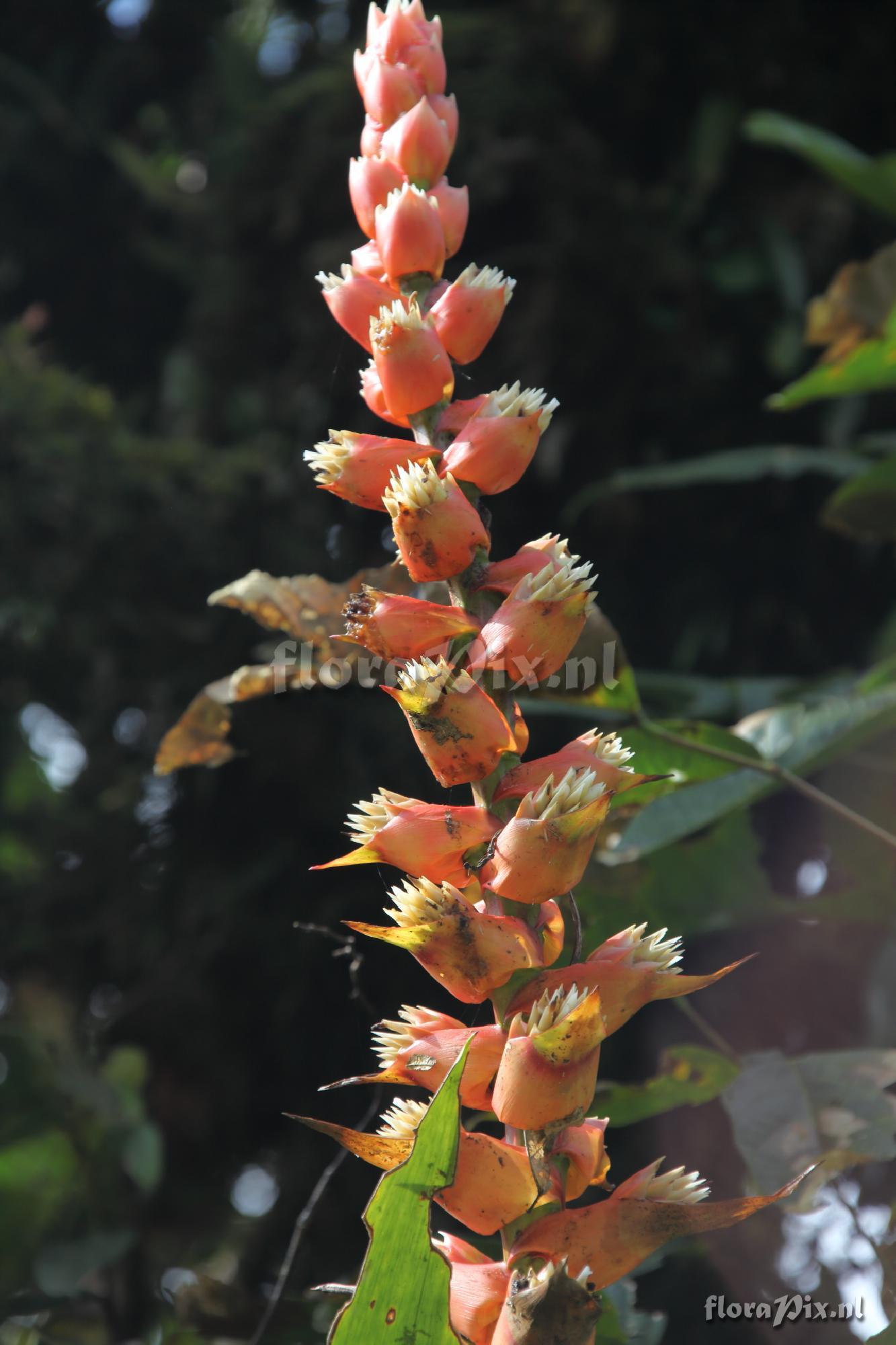 Mezobromelia capituligera