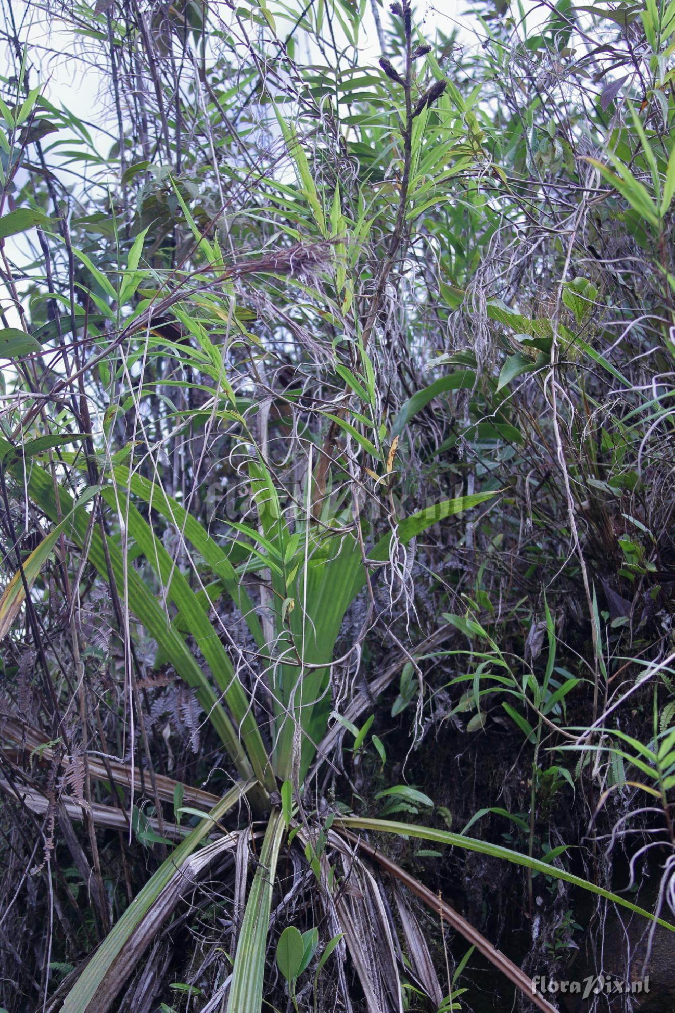 Guzmania hollinensis