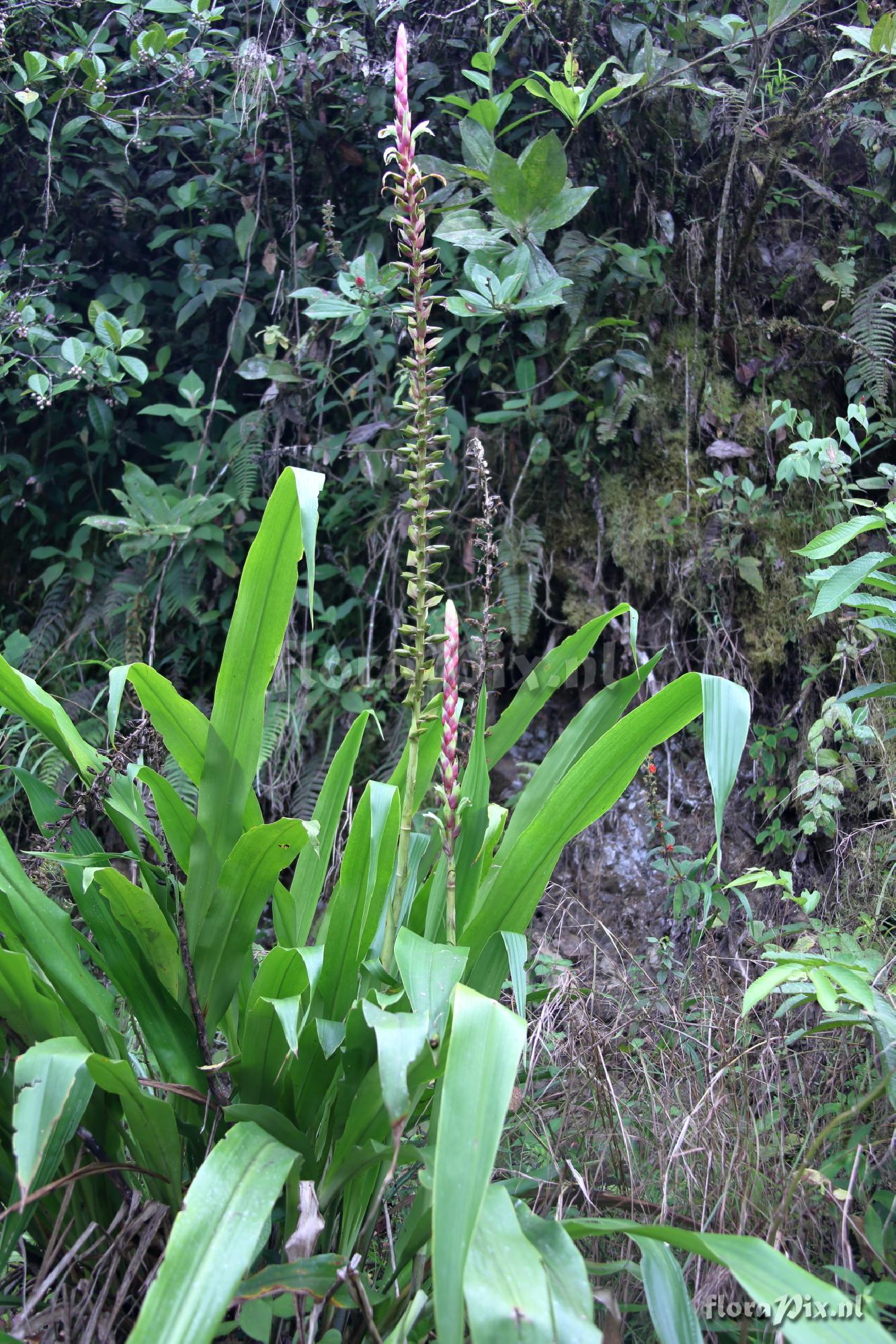 Pitcairnia maidifolia