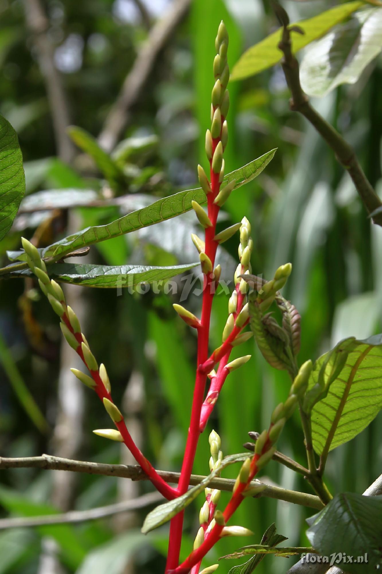 Guzmania cf. rhonhofiana