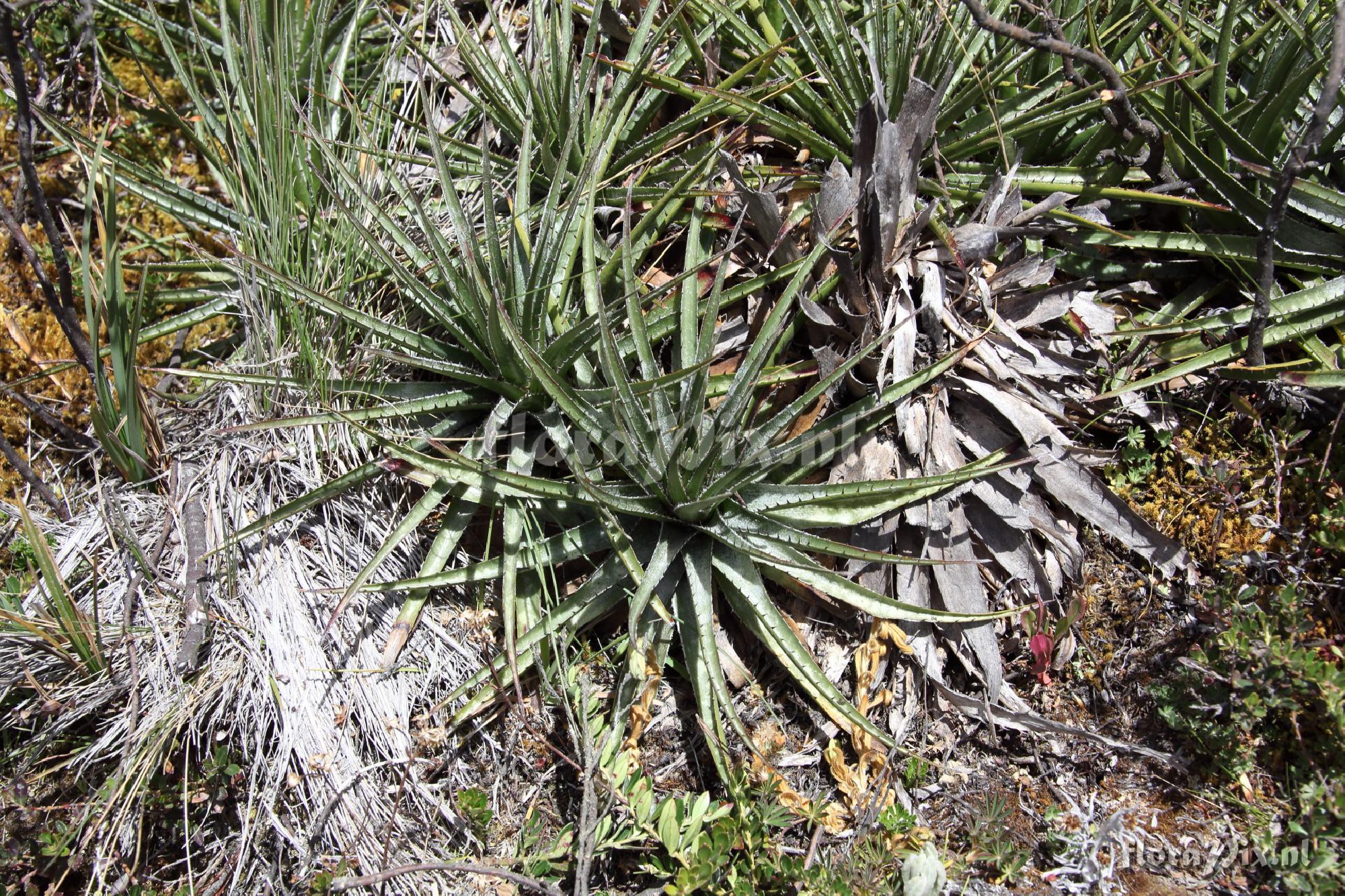 Puya sp.