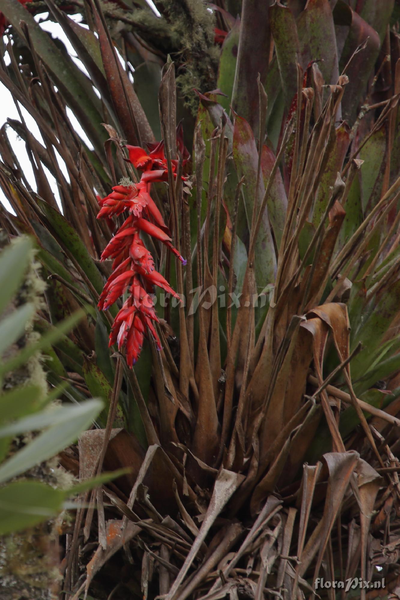 Tillandsia humboldtii