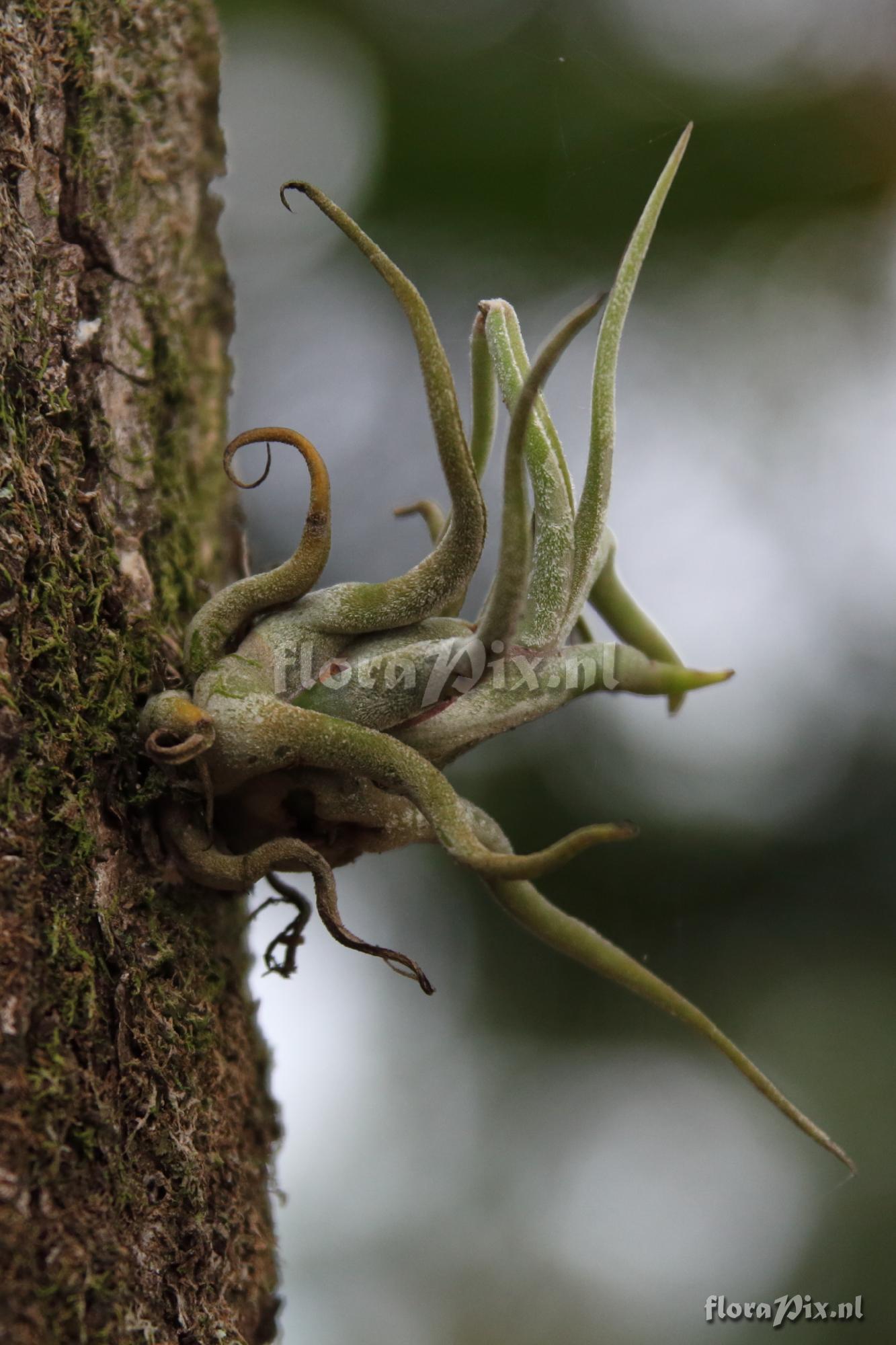 Tillandsia pruinosa