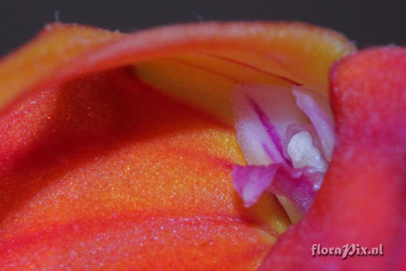 Masdevallia ignea