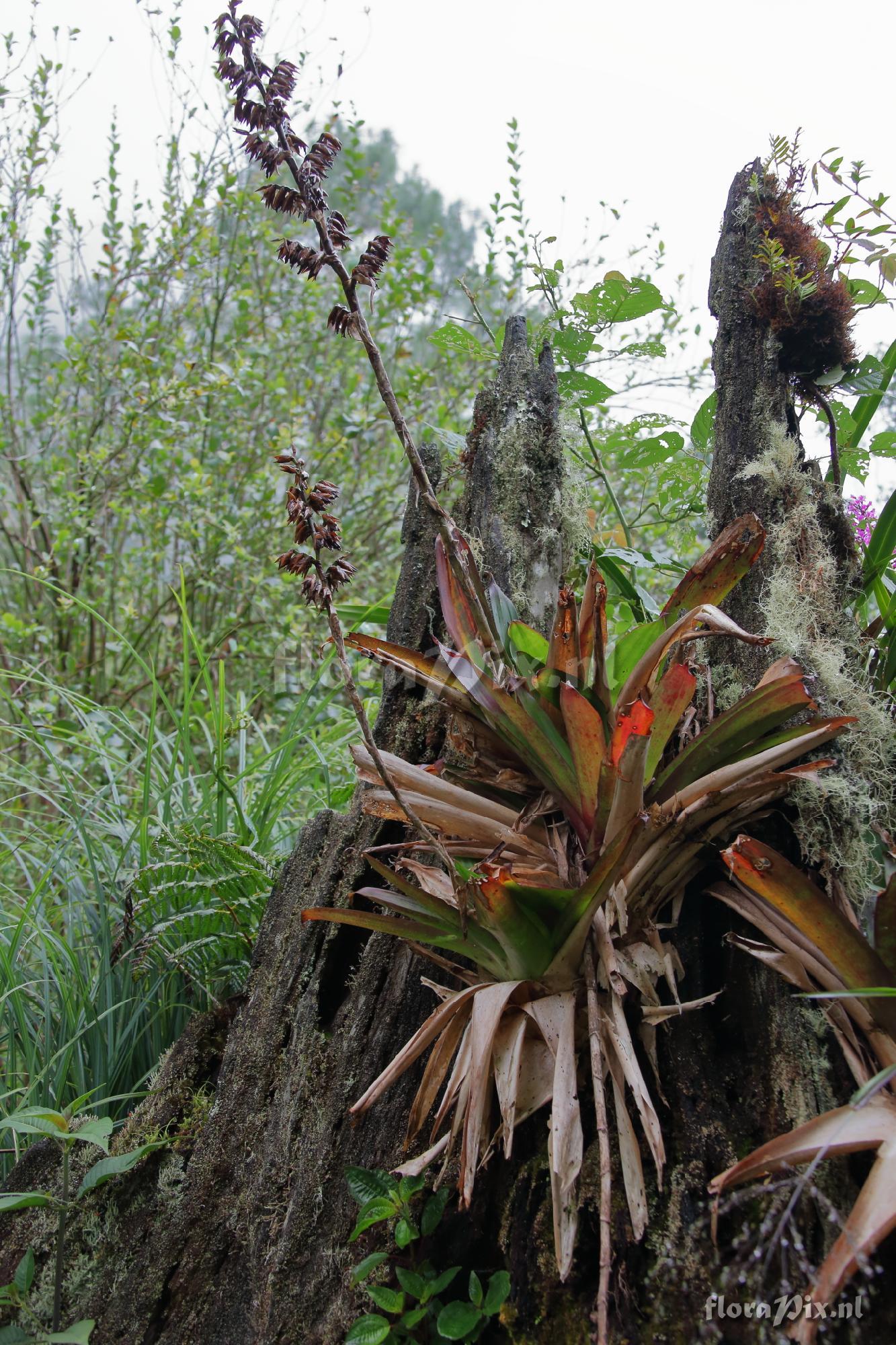 Werauhia sp.