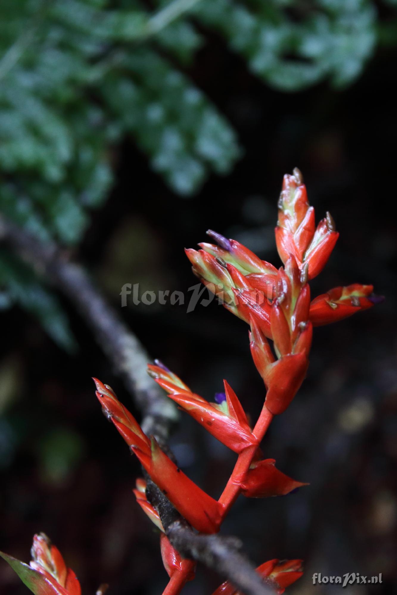 Tillandsia cf. excelsa