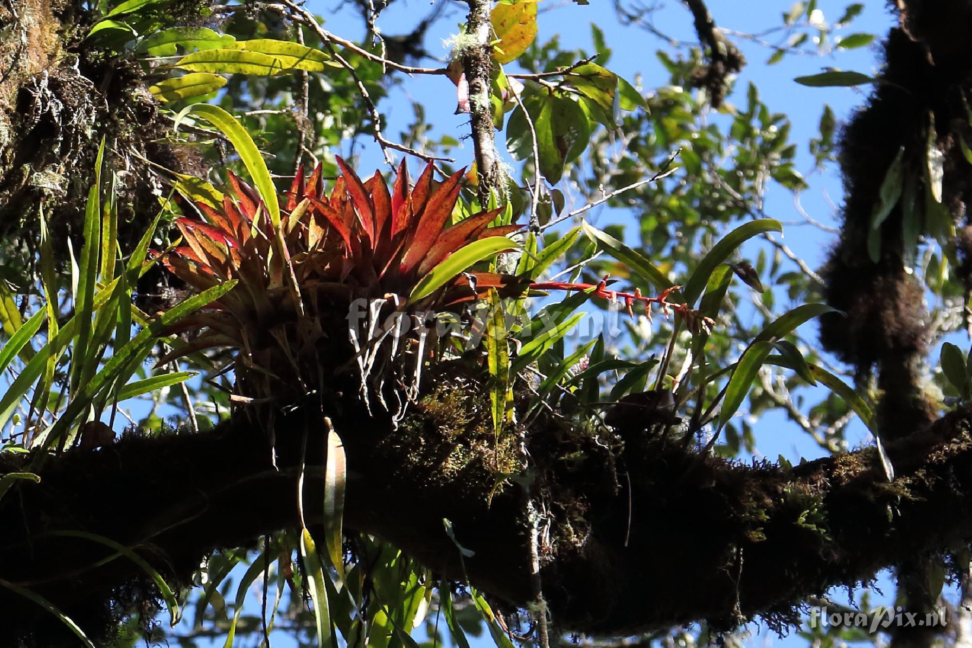 Tillandsia ?