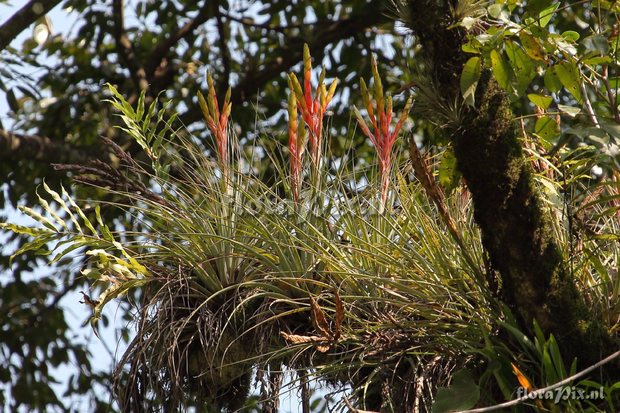 Tillandsia fasciculata