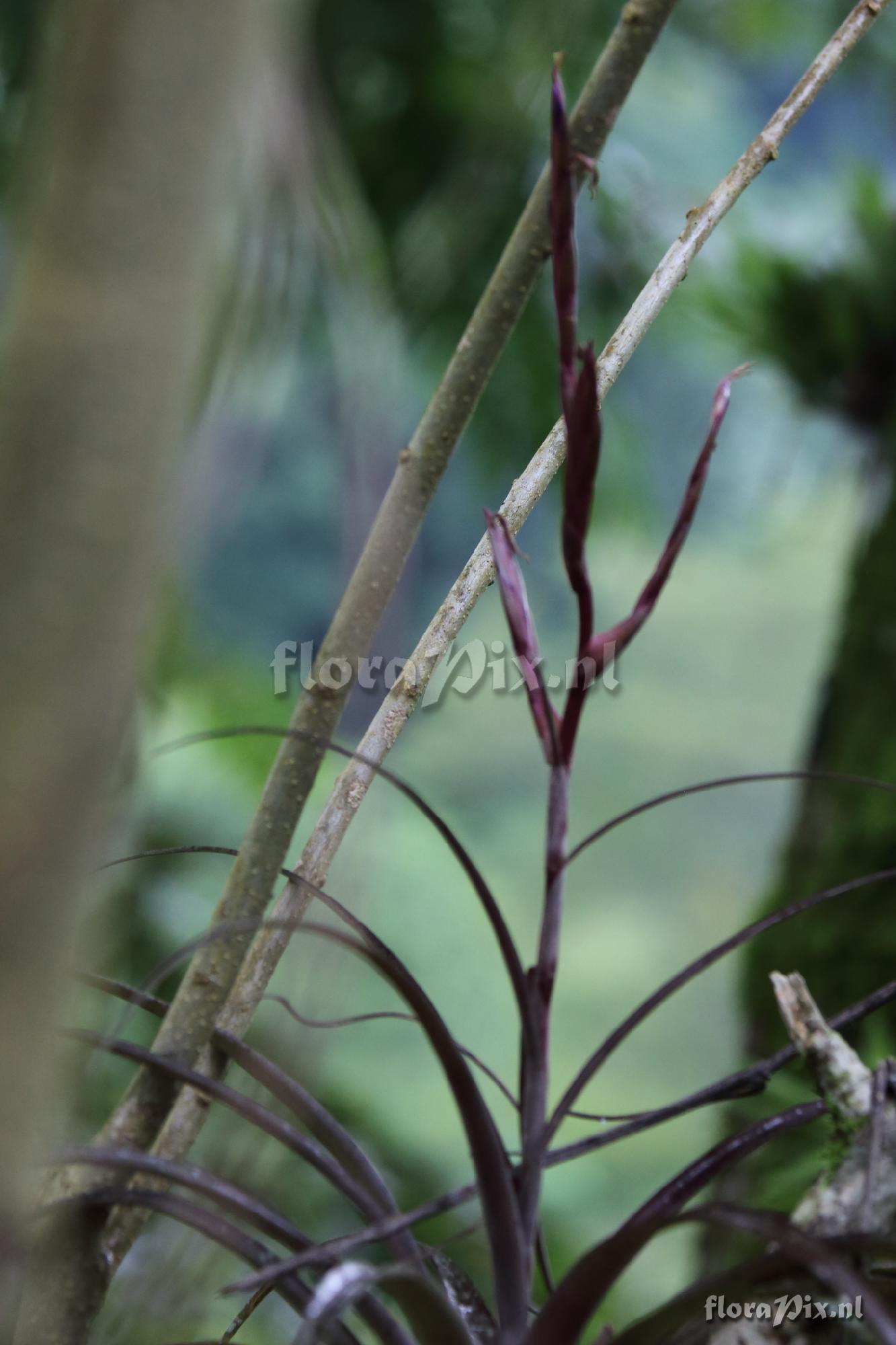 Tillandsia variabilis