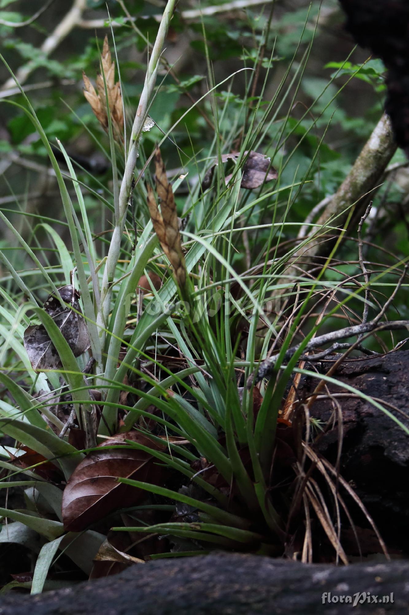 Tillandsia cf. tricolor