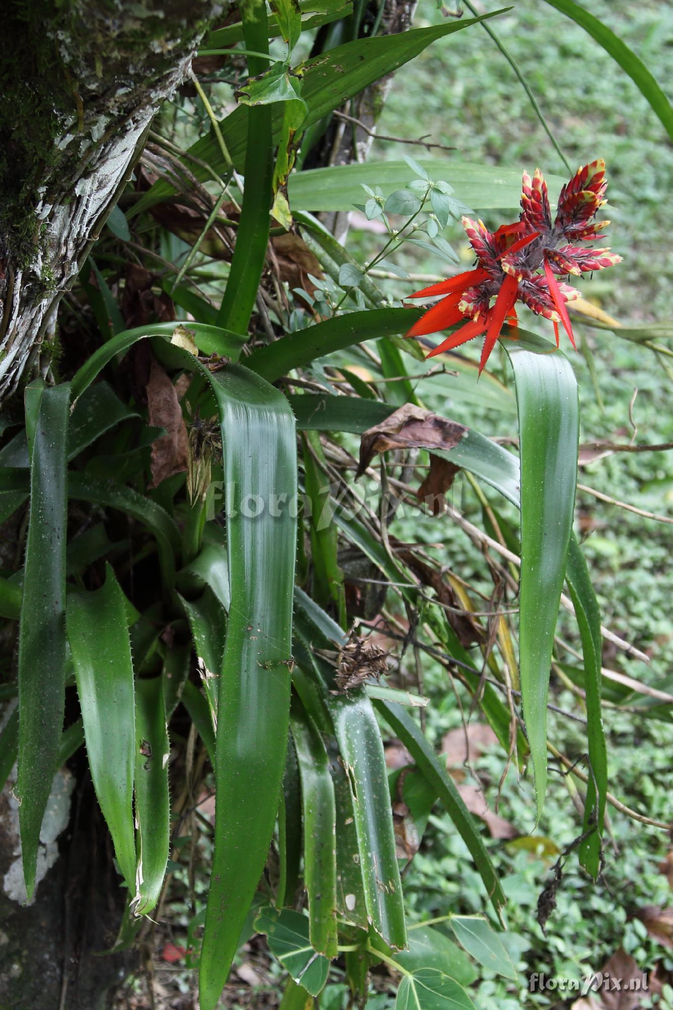 Aechmea tillandsioides