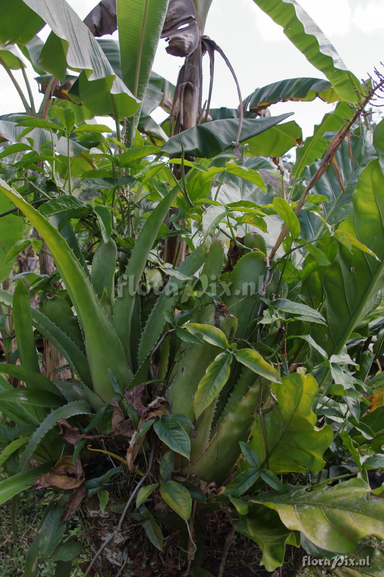 Aechmea bracteata