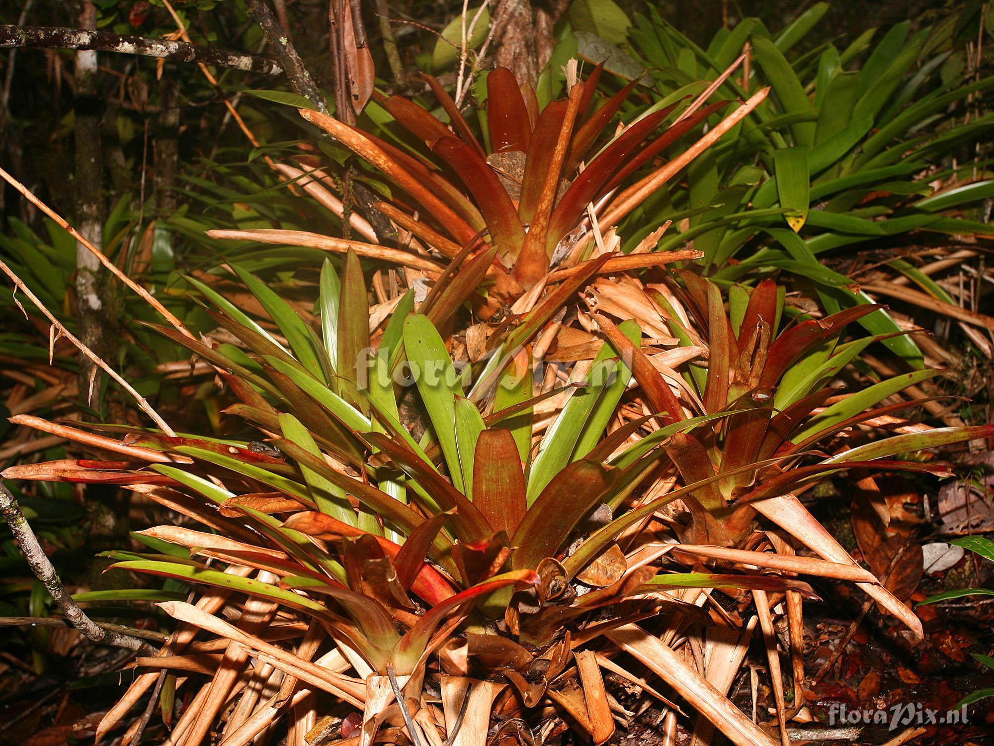 Vriesea duidae