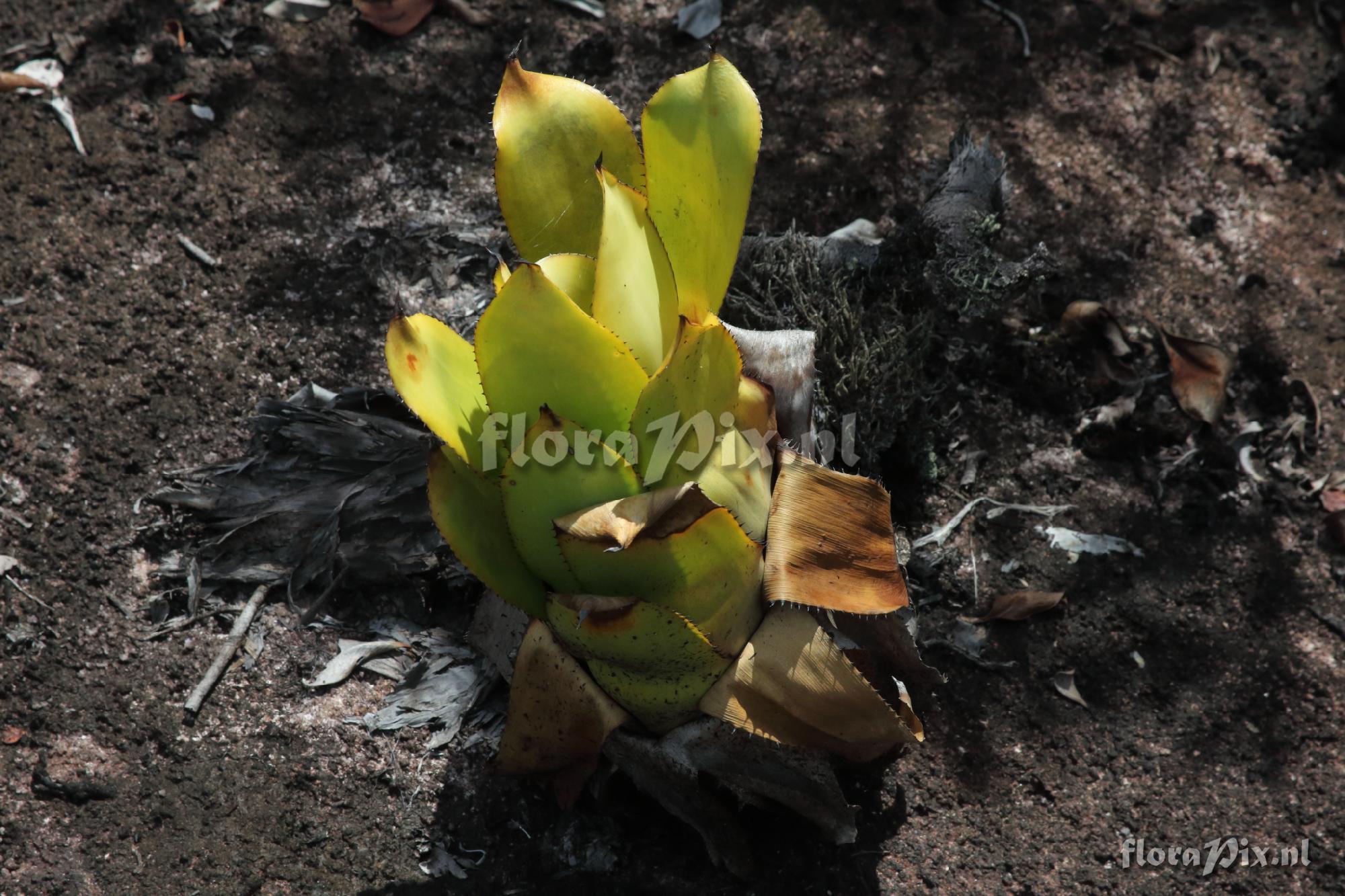 Aechmea sp.