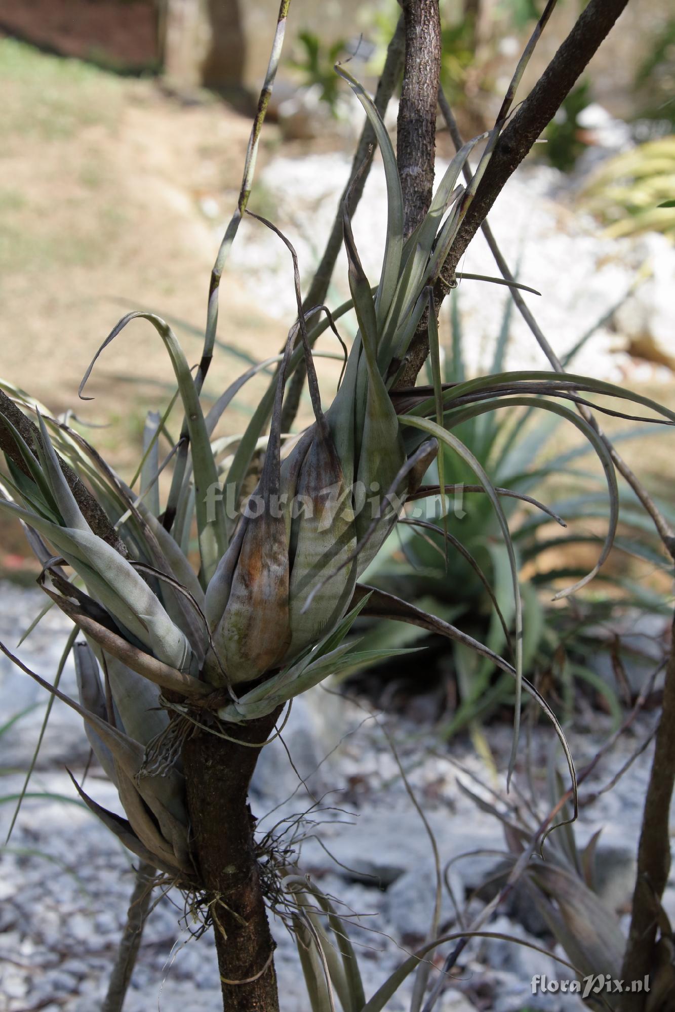 Tillandsia flexuosa