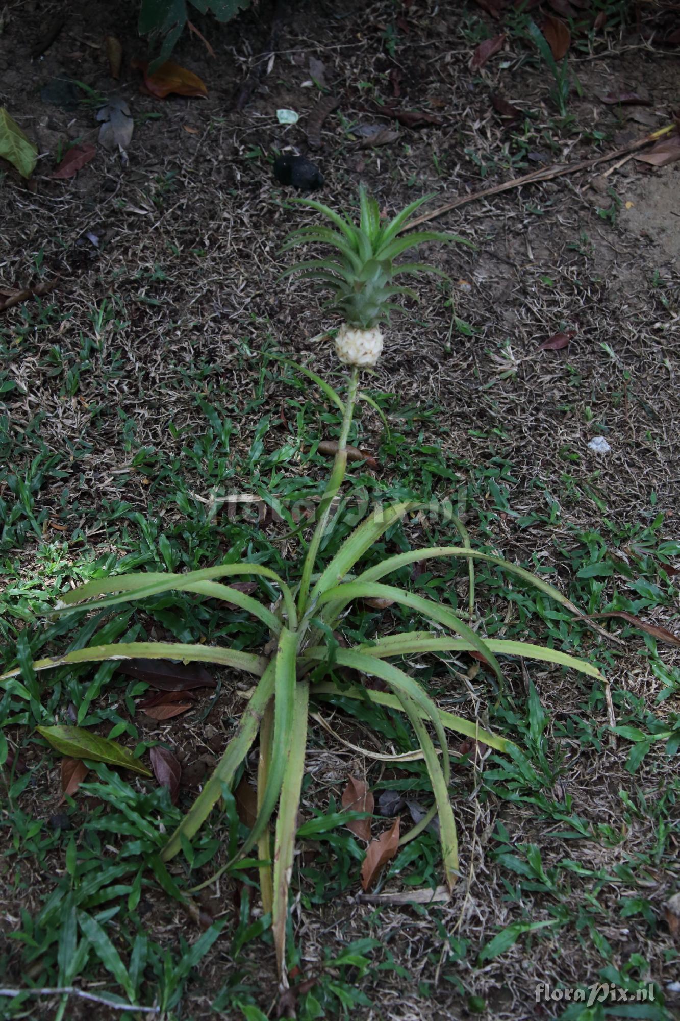 Ananas sp.