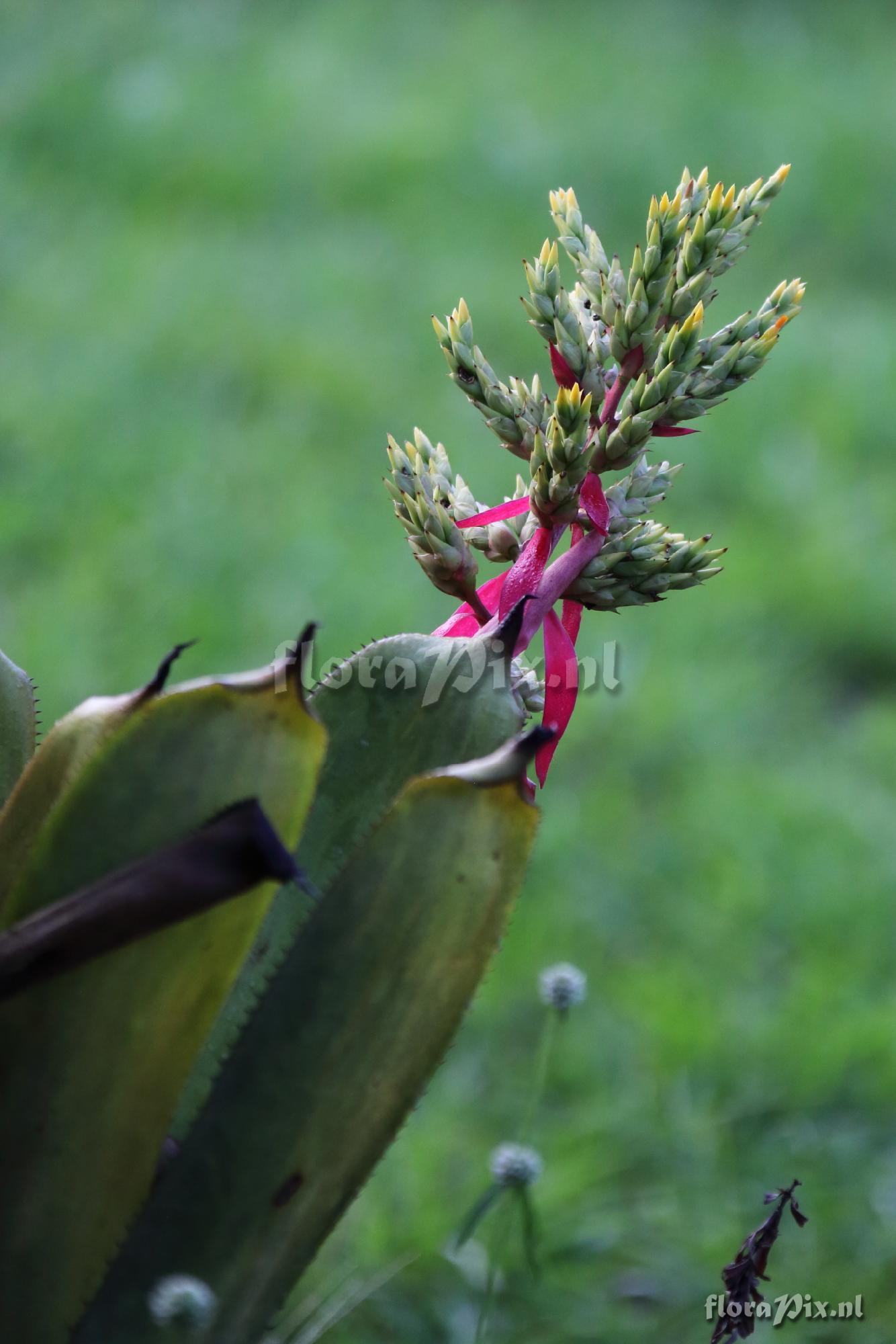 Aechmea lanjouwi