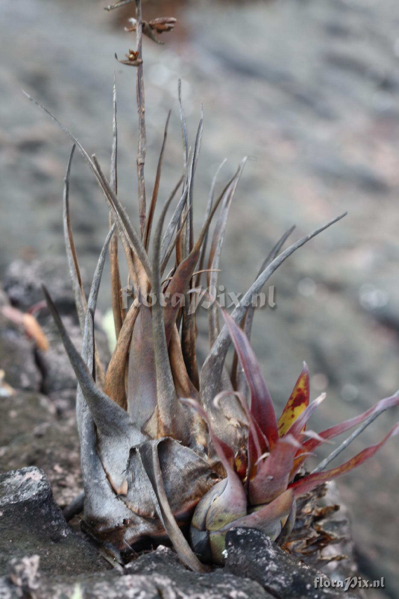 Tillandsia turneri