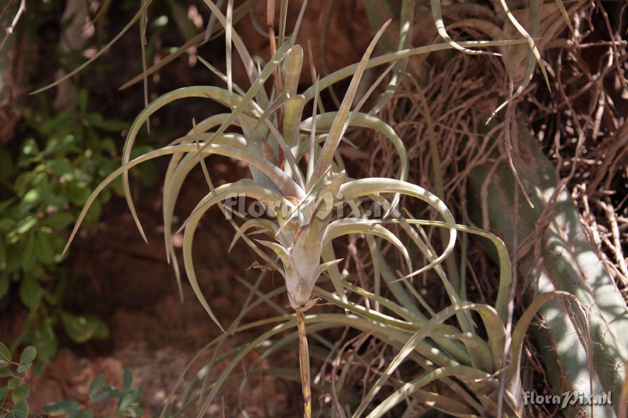 Tillandsia flexuosa