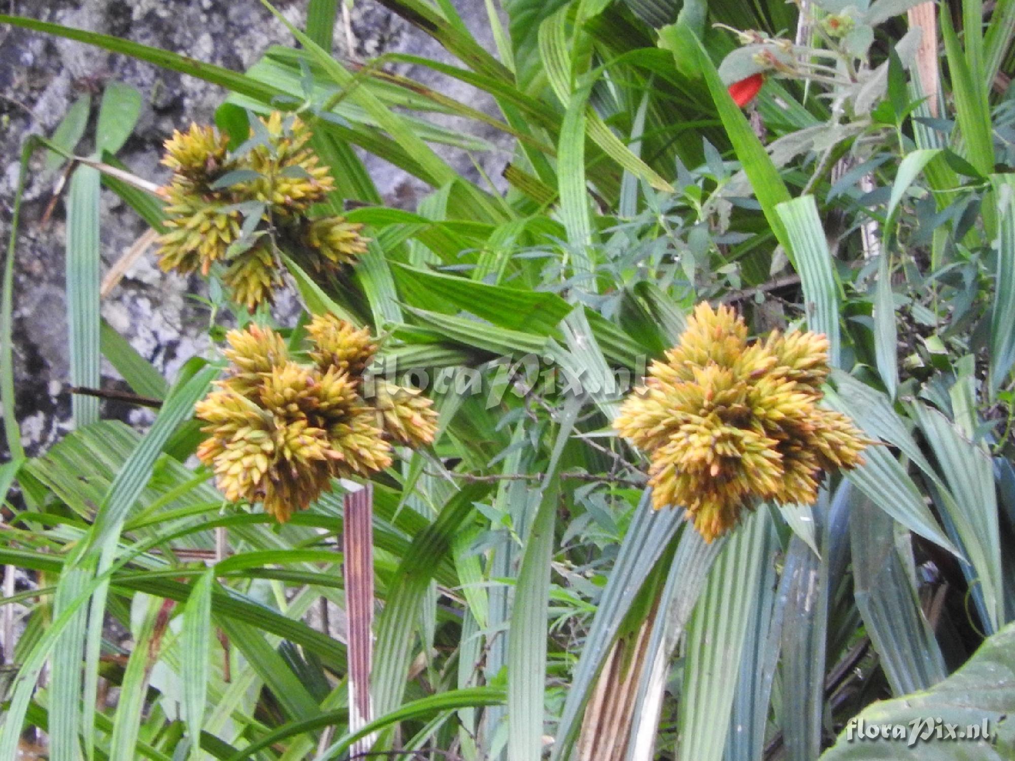 Guzmania sp.