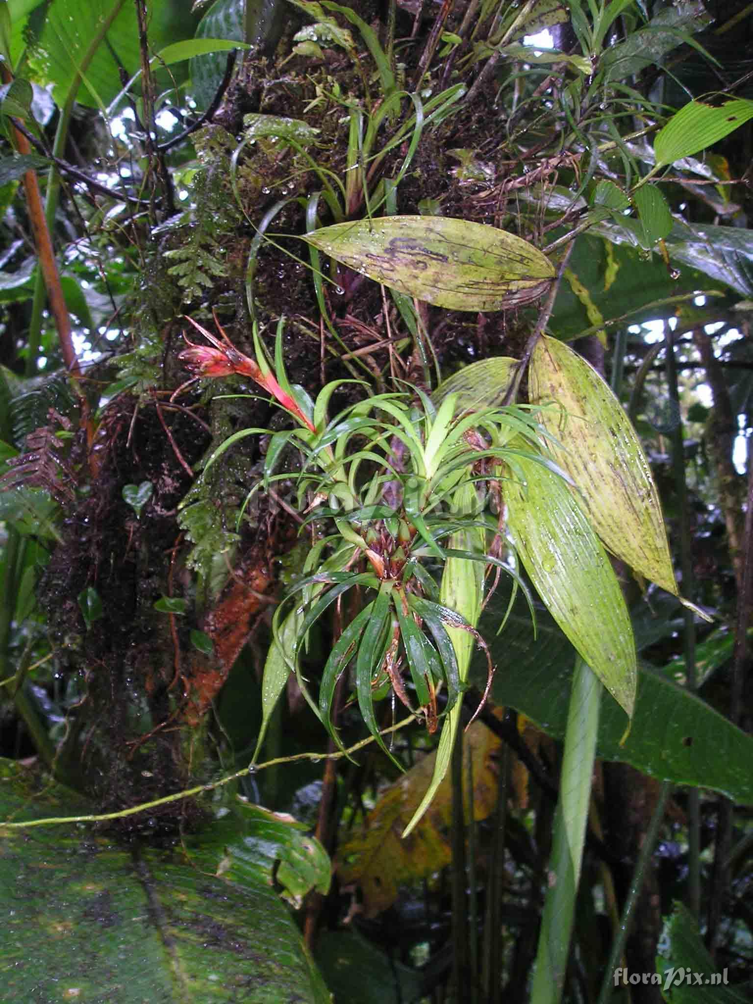 Werauhia insignis