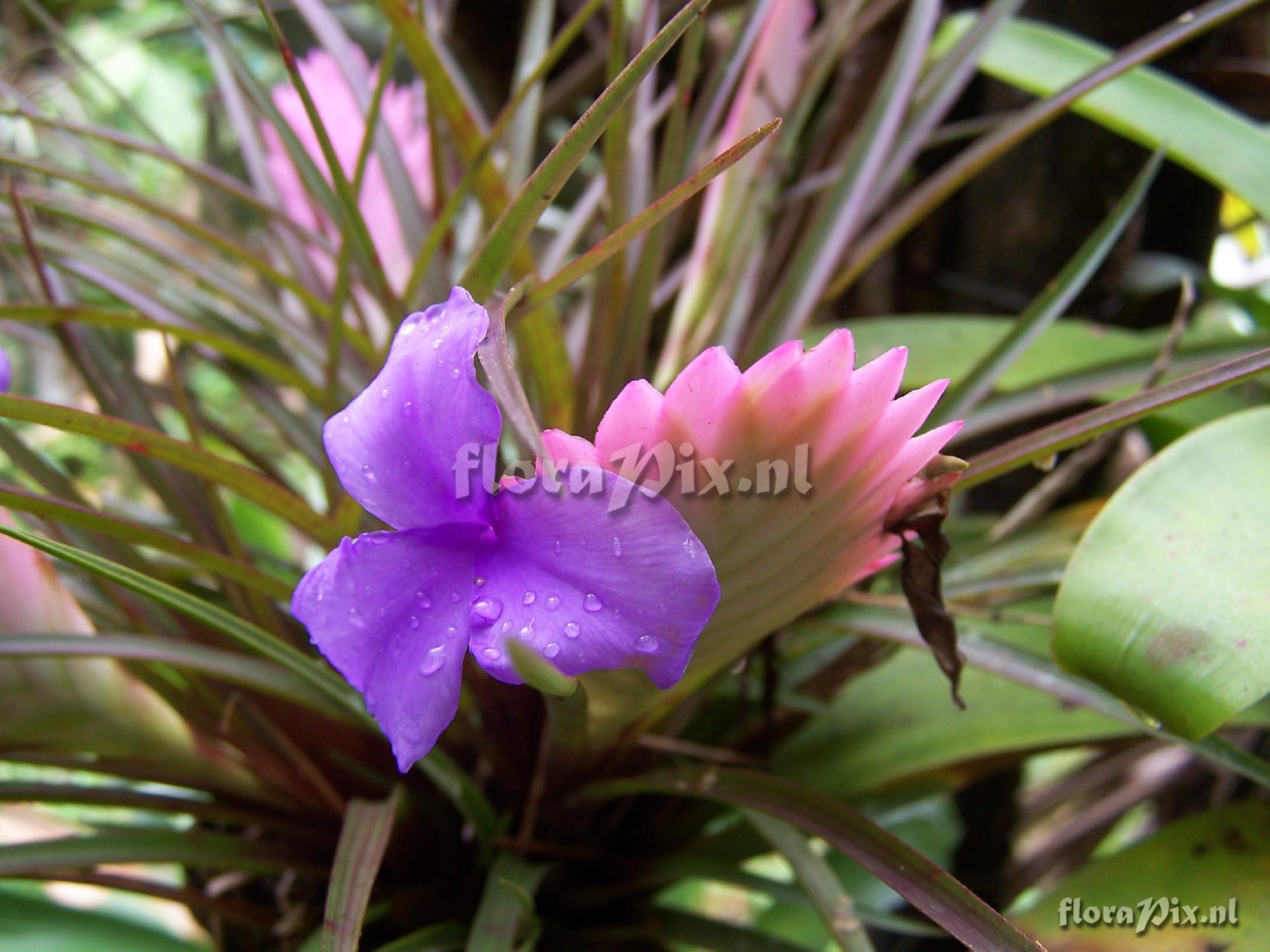 Tillandsia cyanea