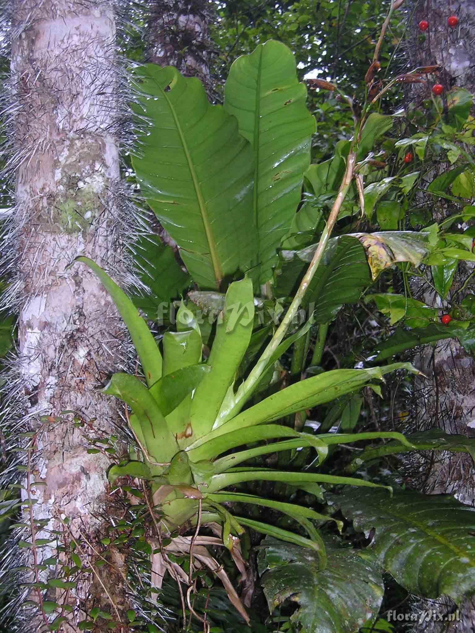 Werauhia cf. ringens