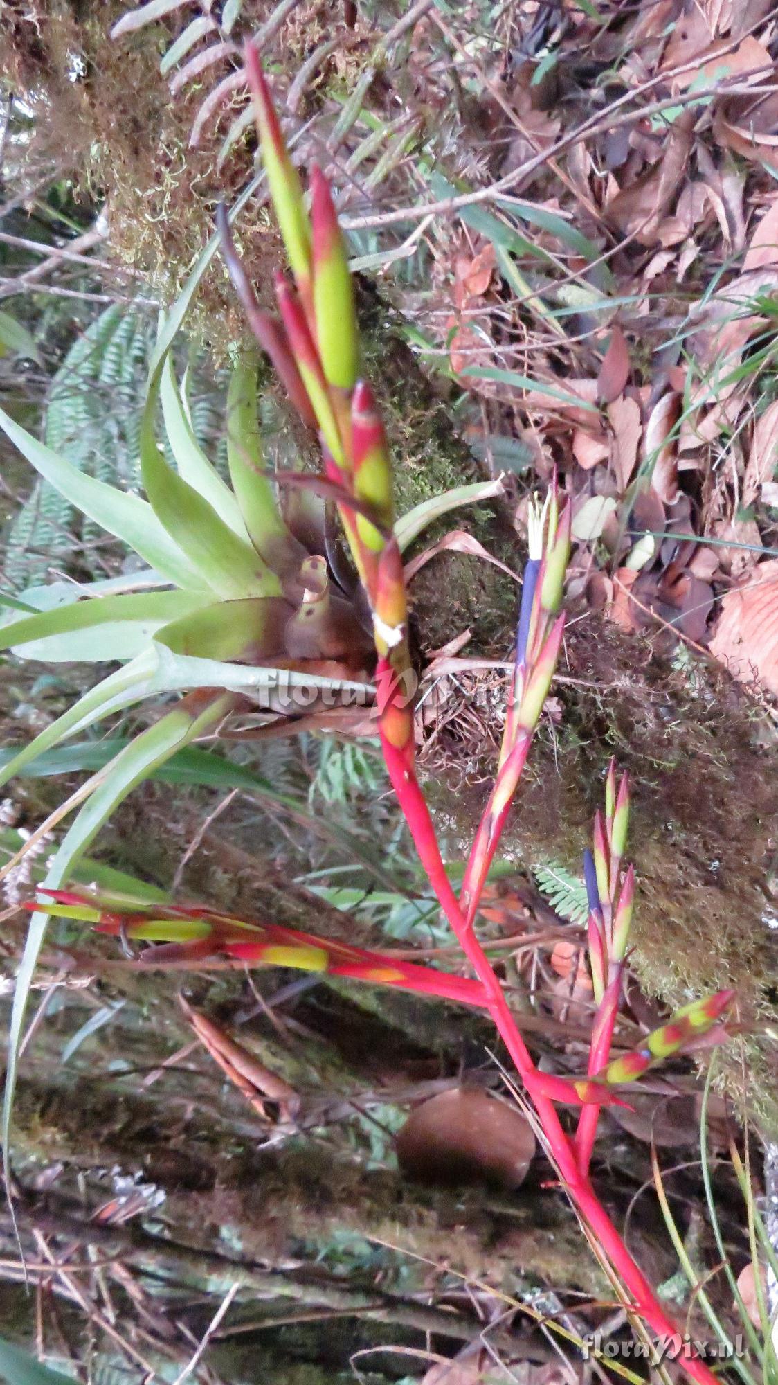 Tillandsia kirchhoffiana