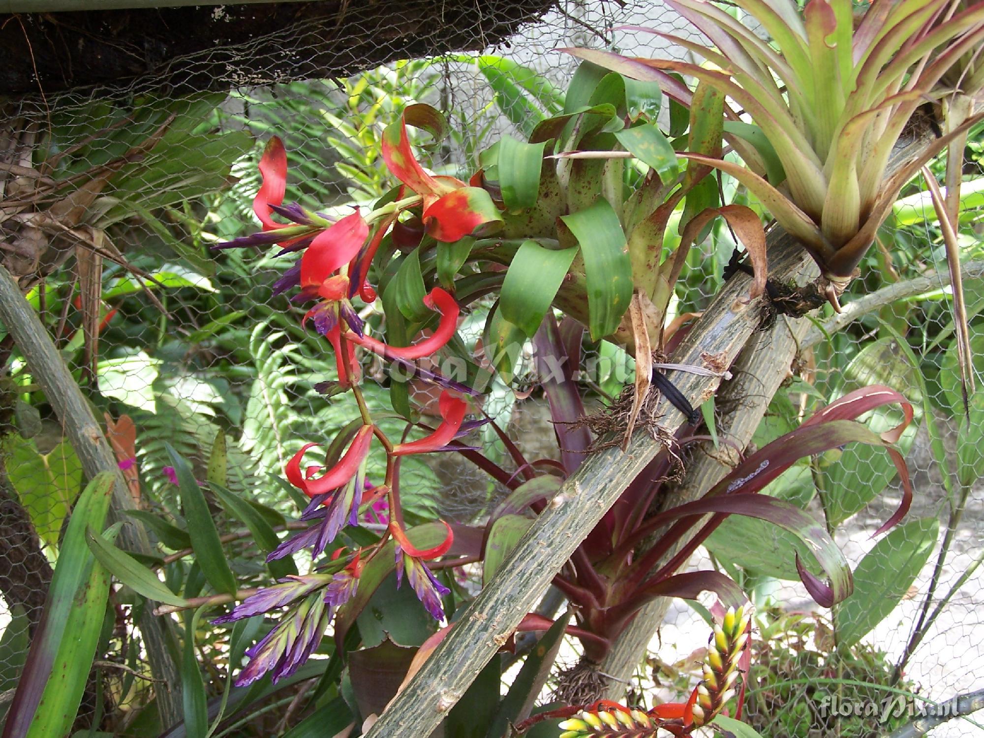 Tillandsia leiboldiana