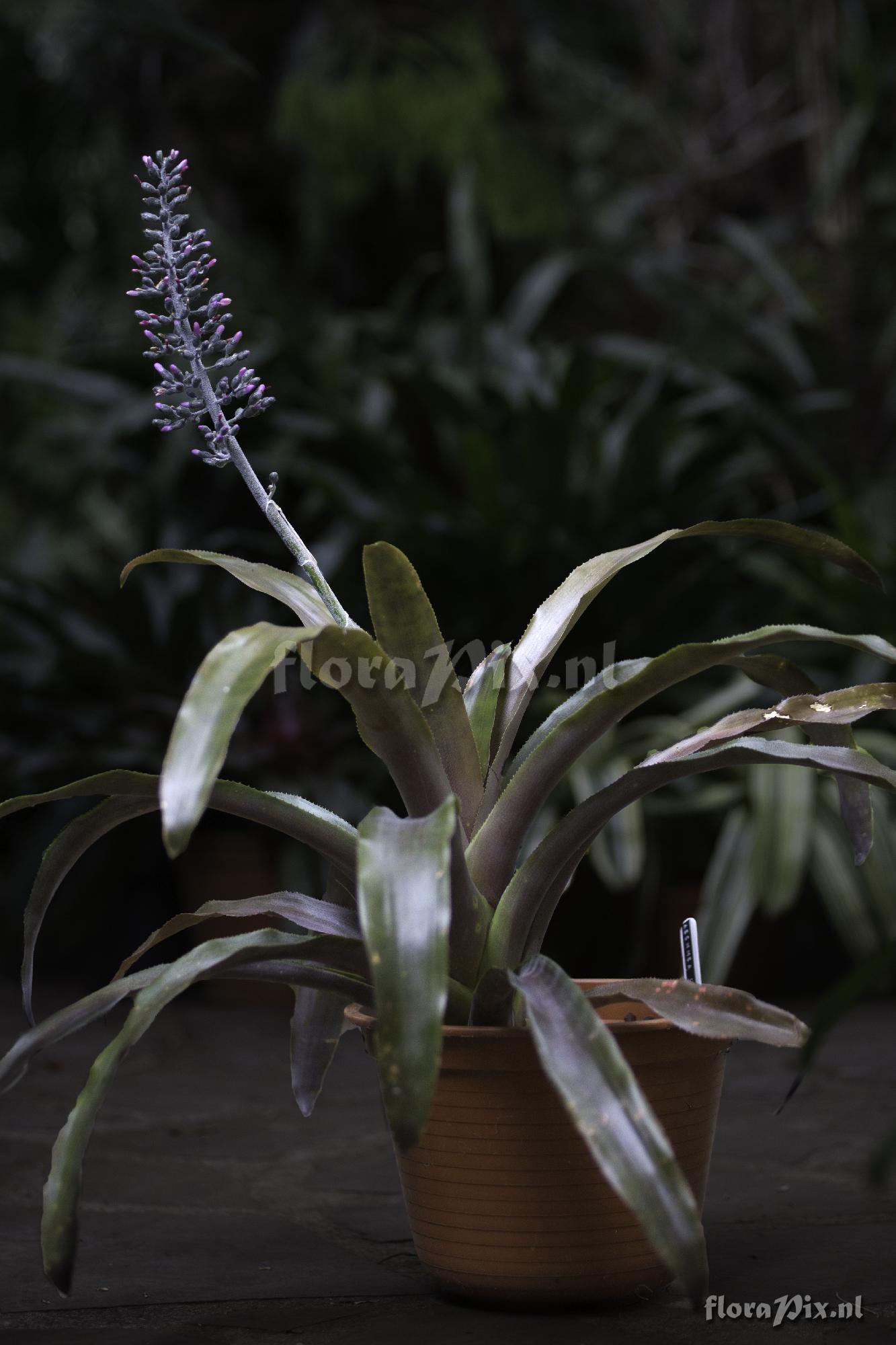 Aechmea lueddemanniana (rubra?)