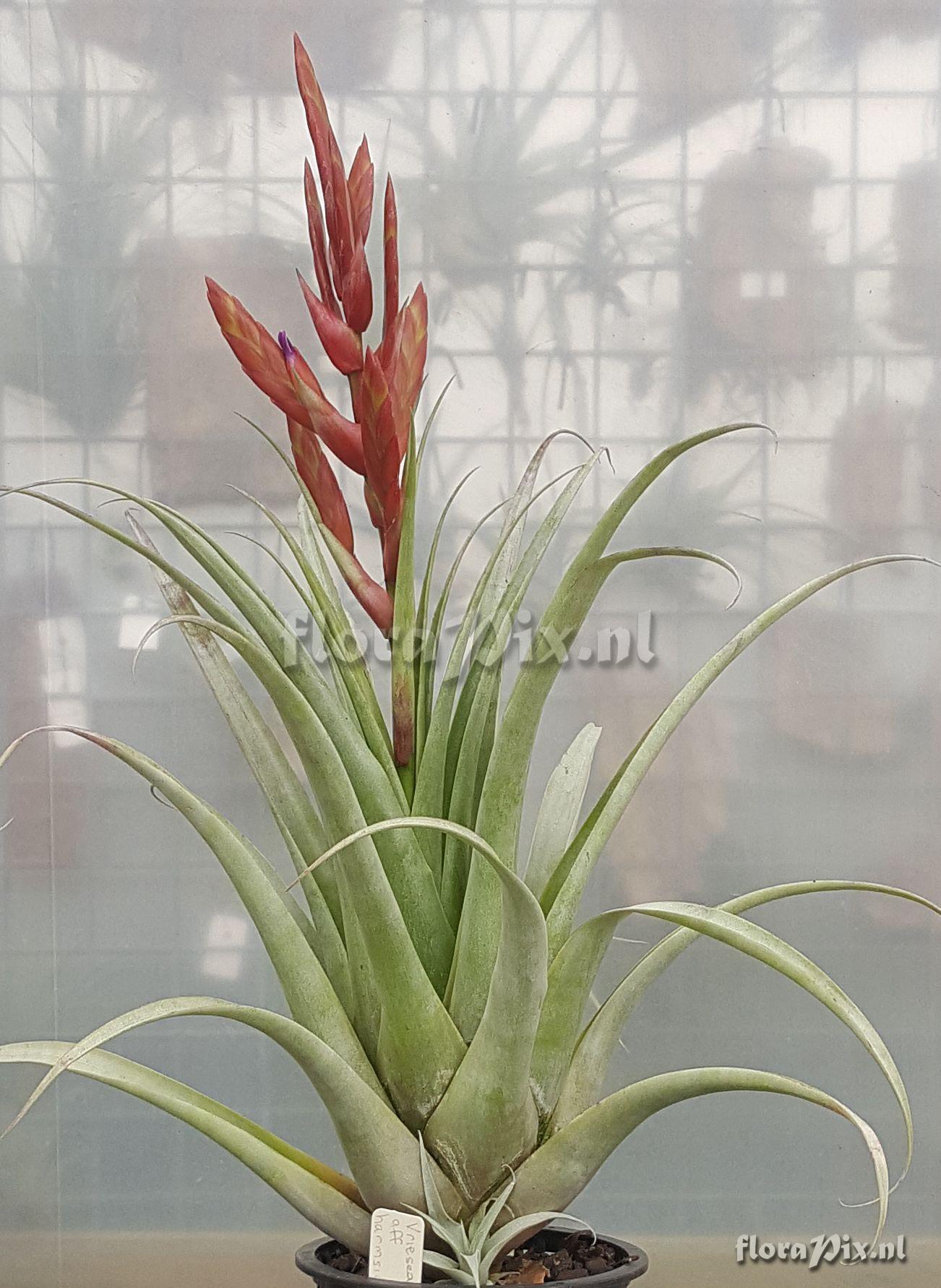 Tillandsia cajamarcensis