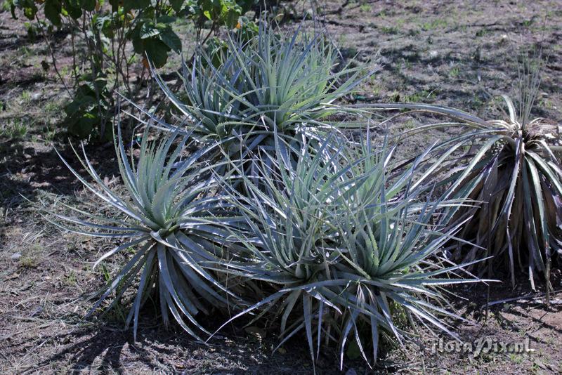 Puya berteroniana