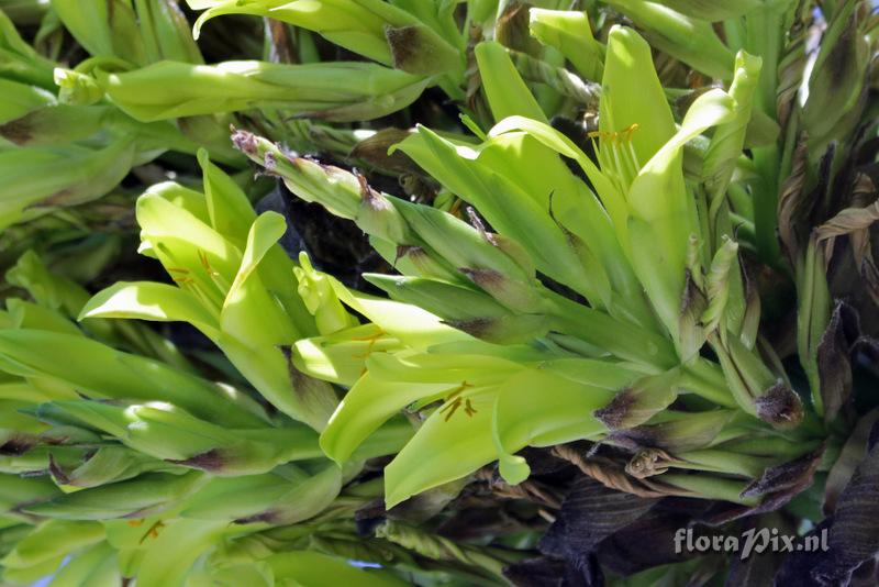 Puya chilensis