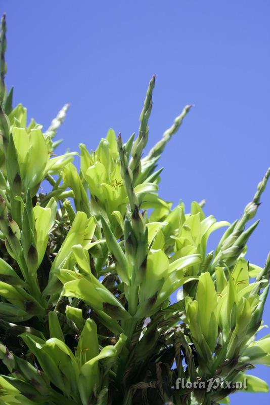 Puya chilensis